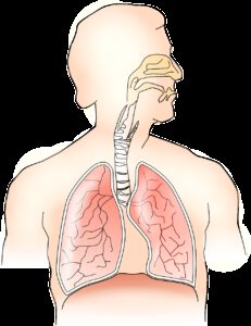 anatomy, lungs, breathing